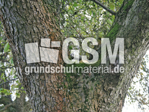 1-Apfelbaum.jpg